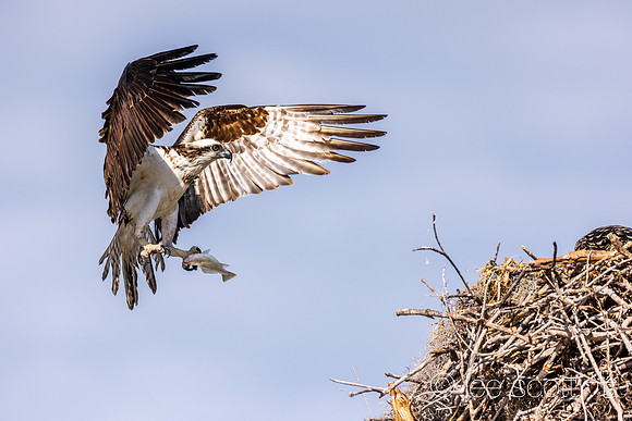 Wings (Osprey)