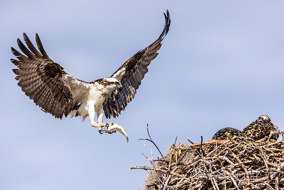 Home to Nest