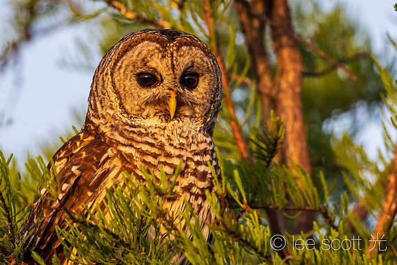 Barred Owl Stare