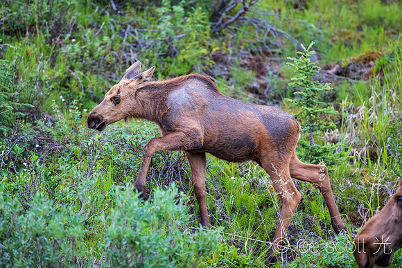 Young Moose in Summer Coat