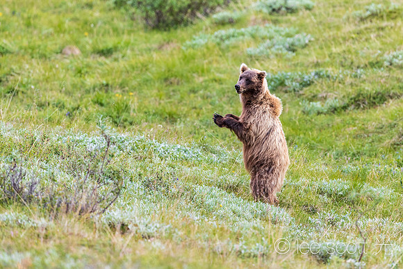(If You Love Alaska) Stand Up