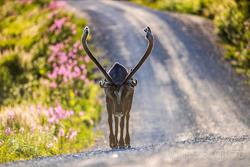 Caribou Cruising