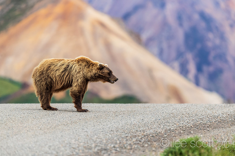 Denali Park Road