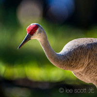 Red Eye of a Sandhill Crane