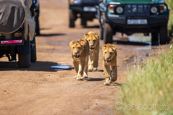 Lions on Parade