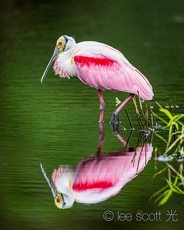 A Beautiful Monster (Roseate Spoonbill)
