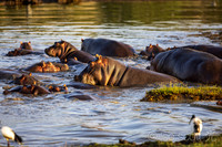 Hippo Pool