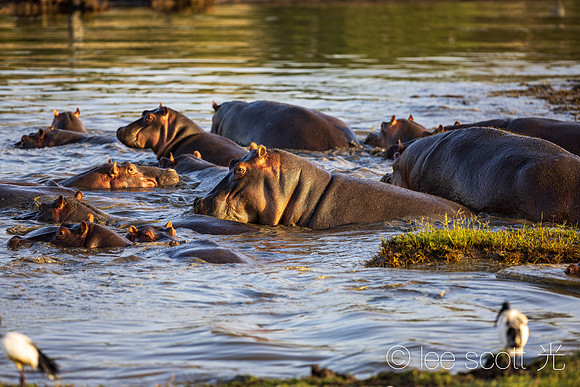 Hippo Pool
