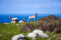 Point Reyes Pastoral