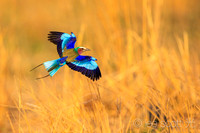 Colors in Flight