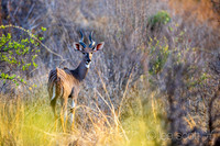 Majestic Lesser Kudu