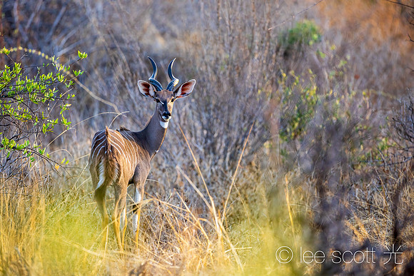 Majestic Lesser Kudu