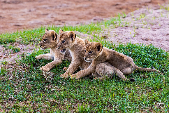 Three Amigos