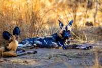 Wild Dogs!