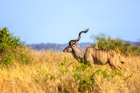 Great Kudu