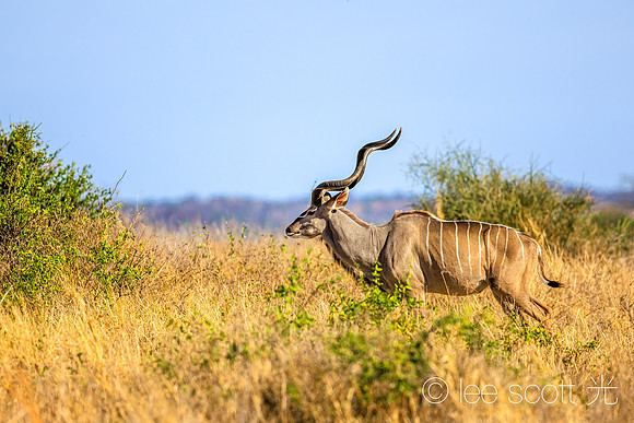 Great Kudu