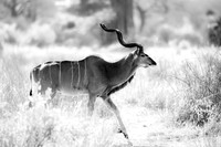 Greter Kudu Strut
