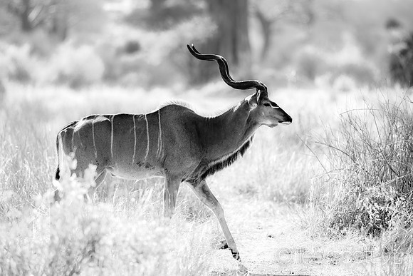 Greter Kudu Strut