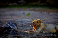 The Predator and His Kill