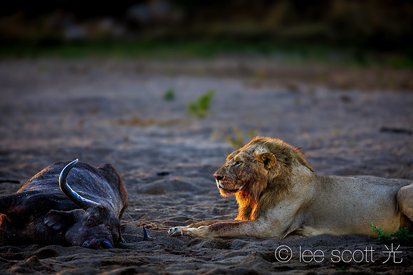 The Predator and His Kill