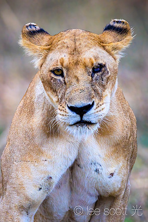 Survivor