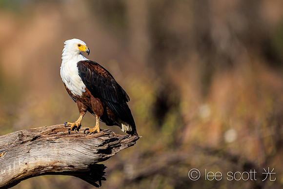 African Fish Eagle
