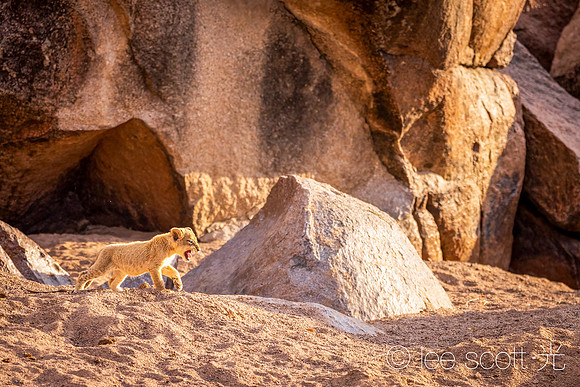 The Lion King