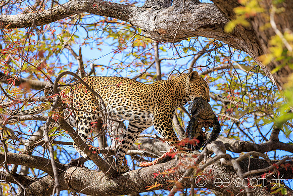 Morning Snack of a Monitor Lizard