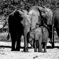 Ellies