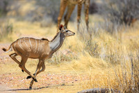 Greater Kudu Run