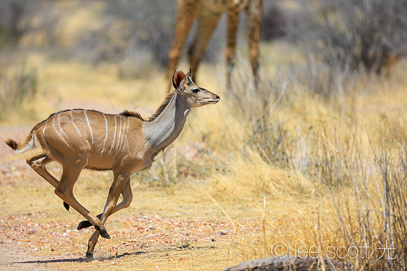 Greater Kudu Run