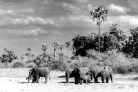 Herd of Ellies and a Grove of Palm Trees