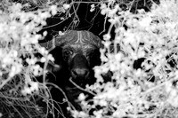 Cape Buffalo in Hiding