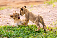 Deep in the Bush-- Ruaha National Park, Tanzania