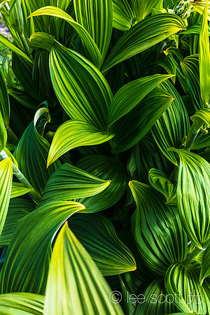 Green Leaves