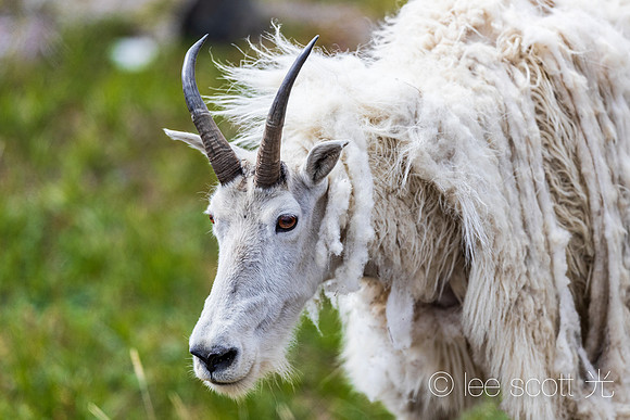 Eyelashes, Whiskers and a Flowing Goat Coat
