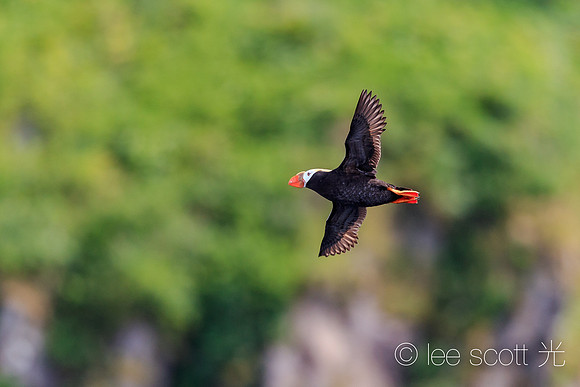 Fly Puffin Fly!