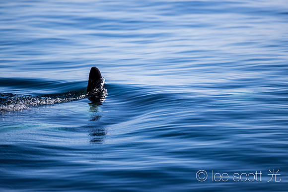 Orca