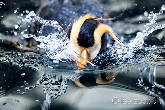 Face Wash with a Flurry