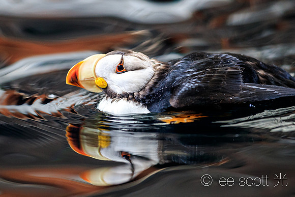 Horned Puffin Got the Flow