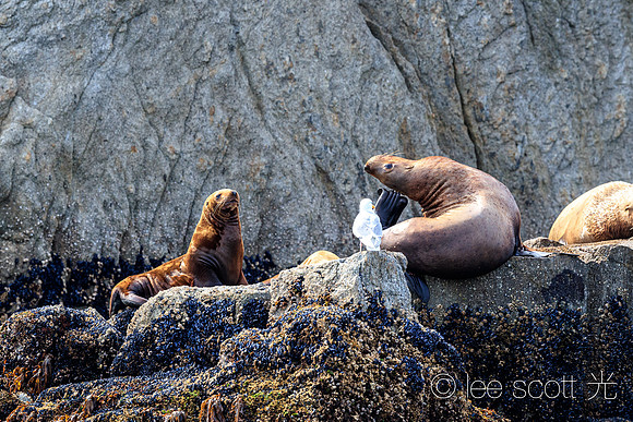 Stellar Sea Lion Scratch