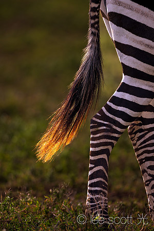 Golden Tail of Zebra