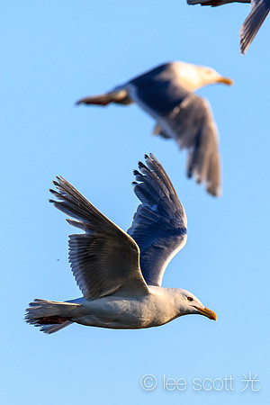 Seagull (Value Life)
