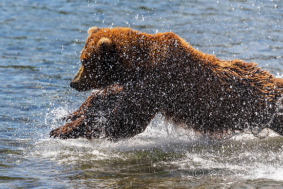 Jump (Paws First)!