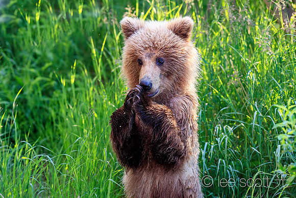 Teddy Bear Be Humble