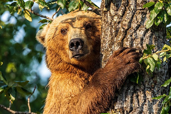 Tree Hugger