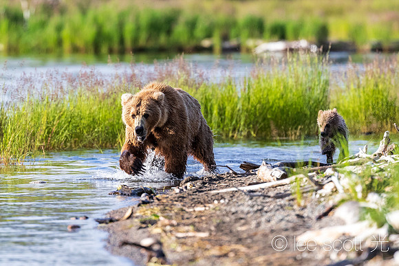 Like Mother Like Cub