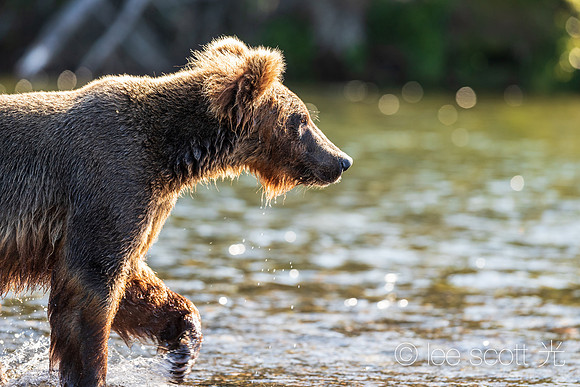 Happy Bear