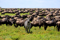 Stand Out in the Crowd