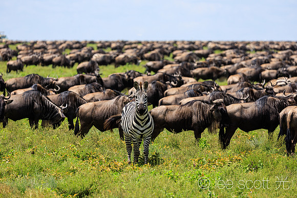 Stand Out in the Crowd